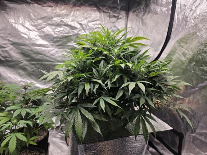Hydro FF Auto Sativa. Week 8