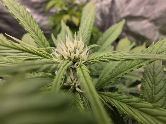 Hydro FF Auto Sativa. Week 8