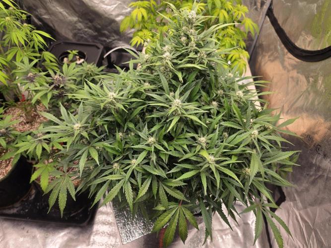 Hydro FF Auto Sativa. Week 9