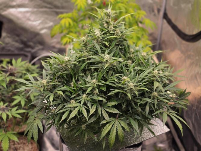 Hydro FF Auto Sativa. Week 9