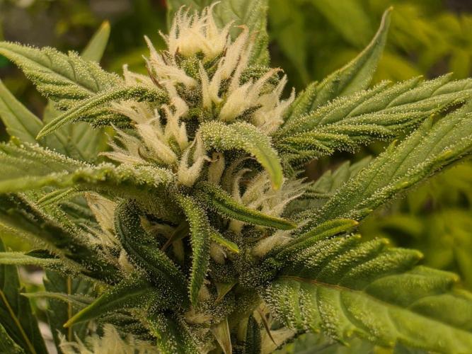 Hydro FF Auto Sativa. Week 9