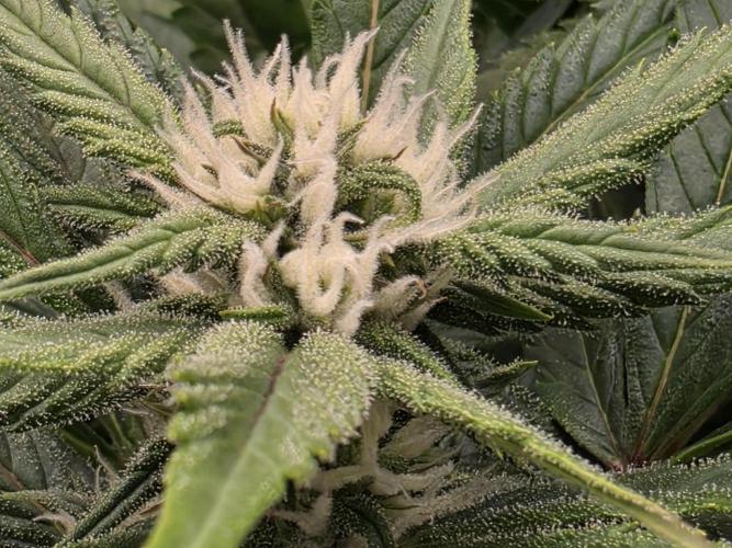Hydro FF Auto Sativa. Week 9