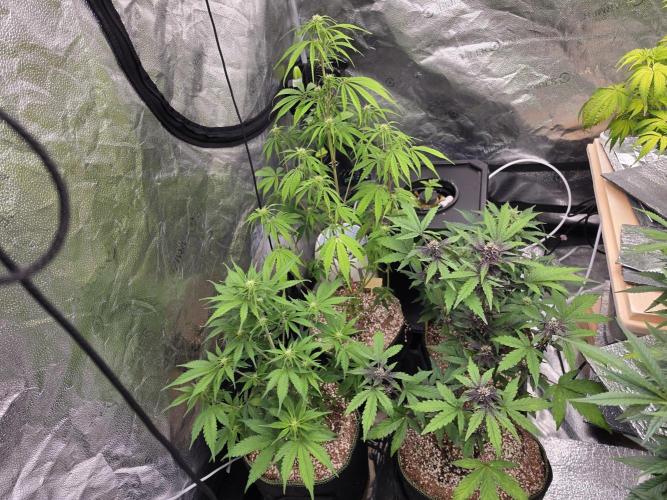 Coco auto medicinal grow RQS. Week 6