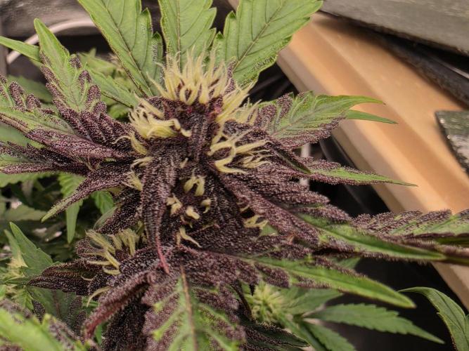 Coco auto medicinal grow RQS. Week 6 - Ppmatic