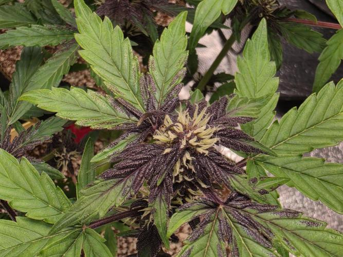 Coco auto medicinal grow RQS. Week 6
