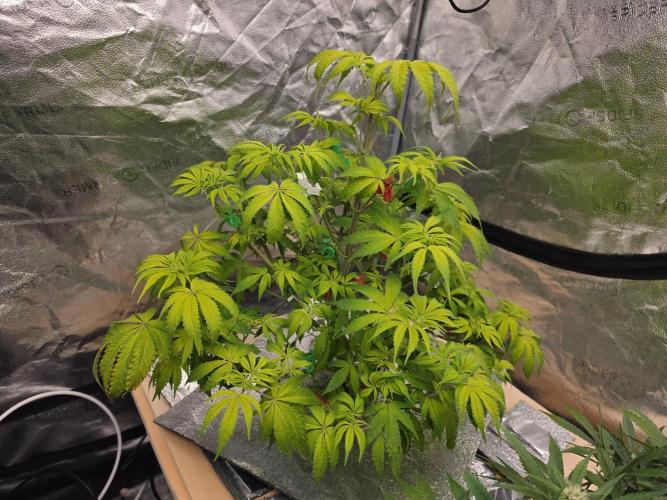 DWC Papaya Zoap Fast. Week 7