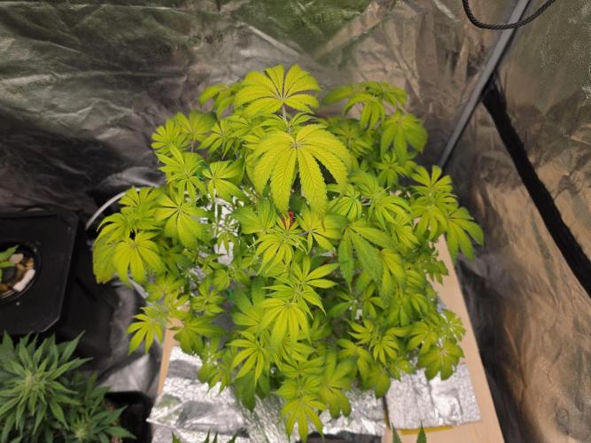 DWC Papaya Zoap Fast. Week 7