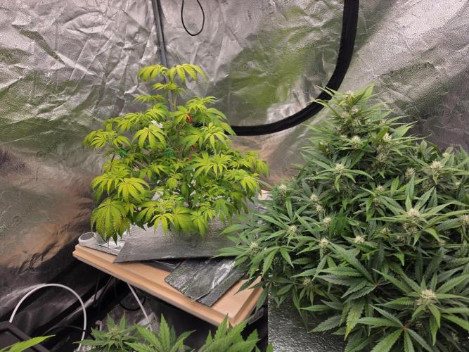 DWC Papaya Zoap Fast. Week 7