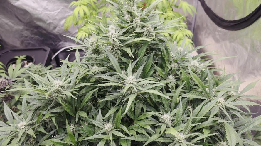 Hydro FF Auto Sativa