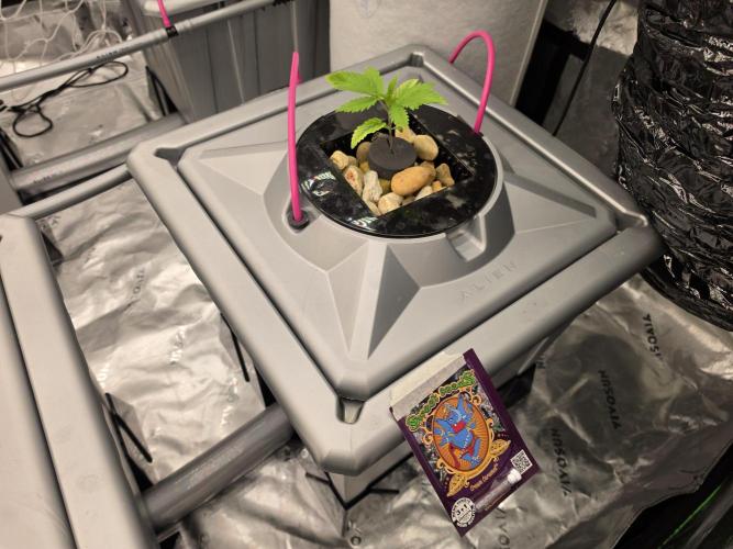 Aero sweet cream caramel. Week 2