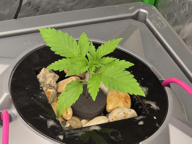 Aero sweet cream caramel. Week 2