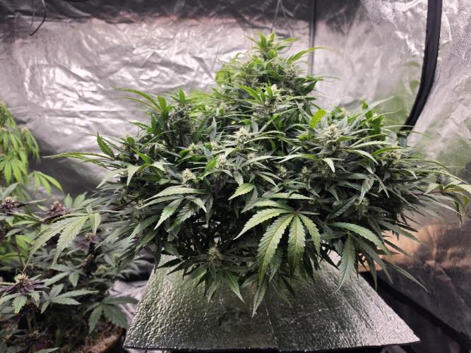 Hydro FF Auto Sativa. Week 10