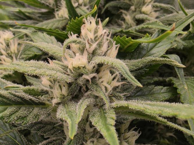 Hydro FF Auto Sativa. Week 10