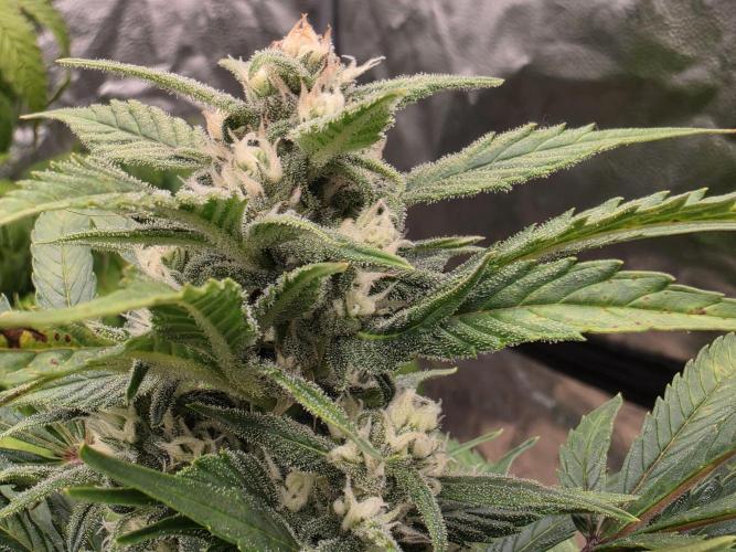 Hydro FF Auto Sativa. Week 10