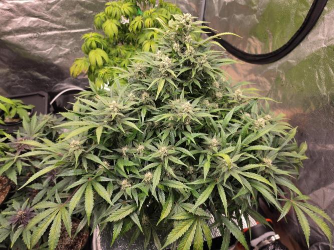 Hydro FF Auto Sativa. Week 10