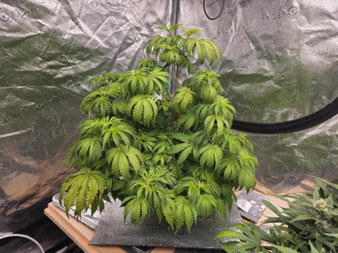 DWC Papaya Zoap Fast. Week 8