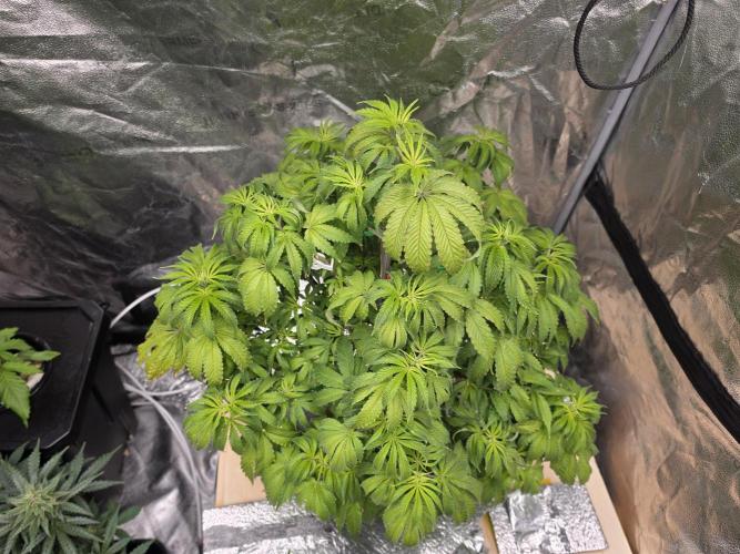 DWC Papaya Zoap Fast. Week 8