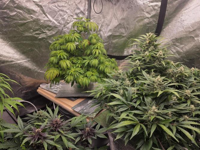 DWC Papaya Zoap Fast. Week 8