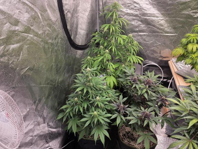 Coco auto medicinal grow RQS. Week 7
