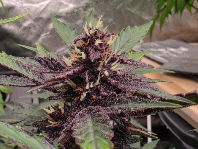 Coco auto medicinal grow RQS. Week 7