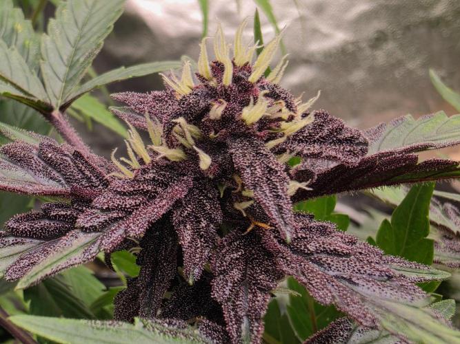 Coco auto medicinal grow RQS. Week 7