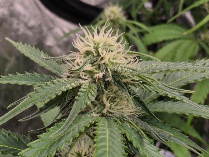 Coco auto medicinal grow RQS. Week 7