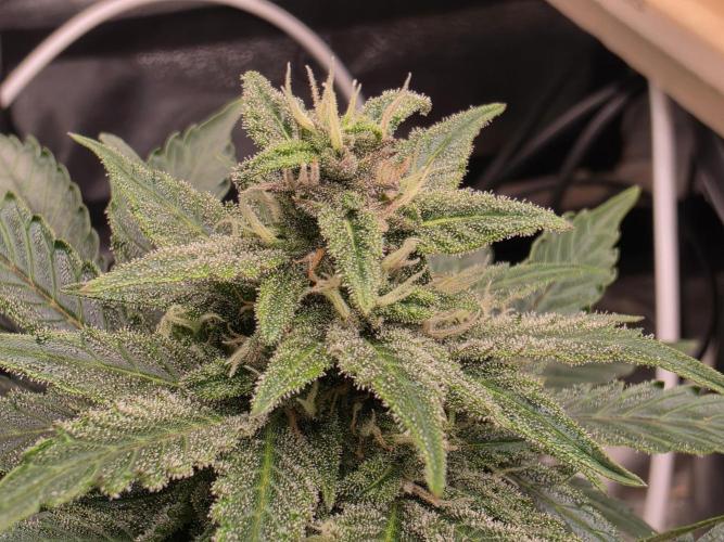 Coco auto medicinal grow RQS. Week 7