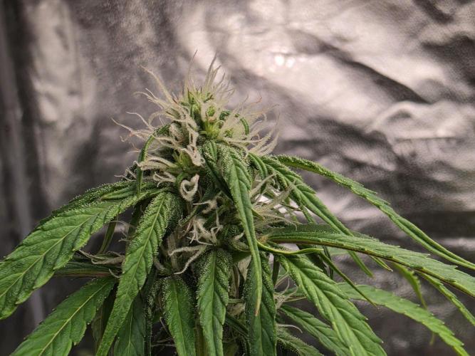 Coco auto medicinal grow RQS. Week 7