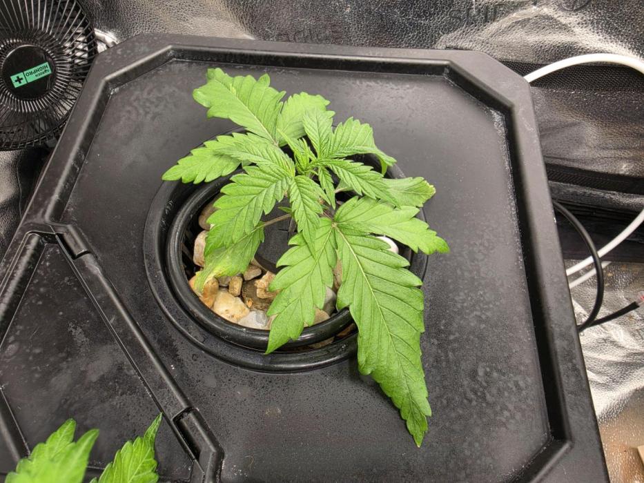 Dwc sweet cream caramel. Week 1