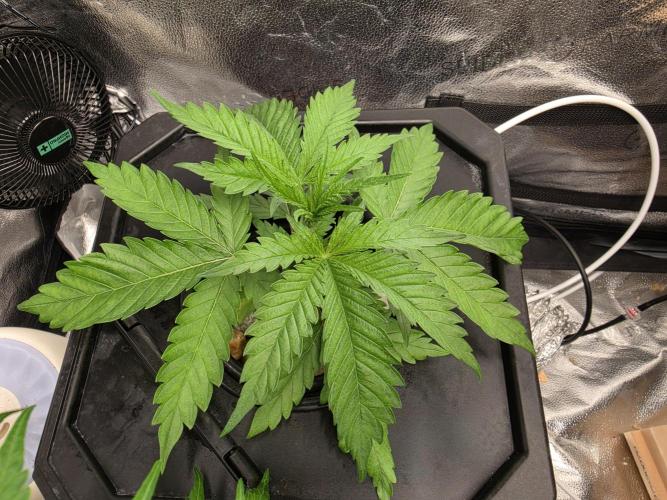 Dwc sweet cream caramel. Week 2
