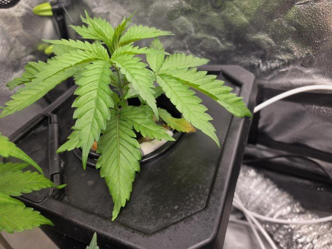 Dwc sweet cream caramel. Week 2