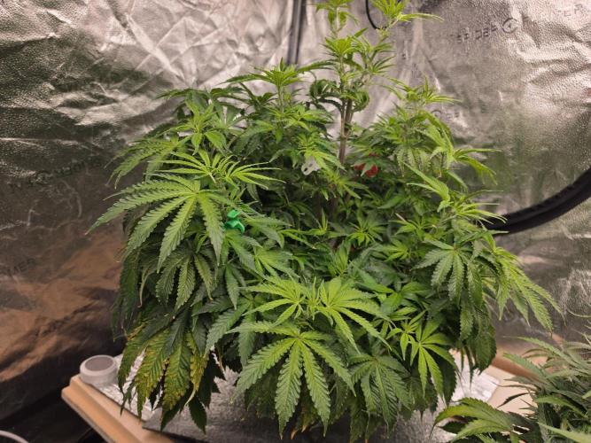 DWC Papaya Zoap Fast. Week 9