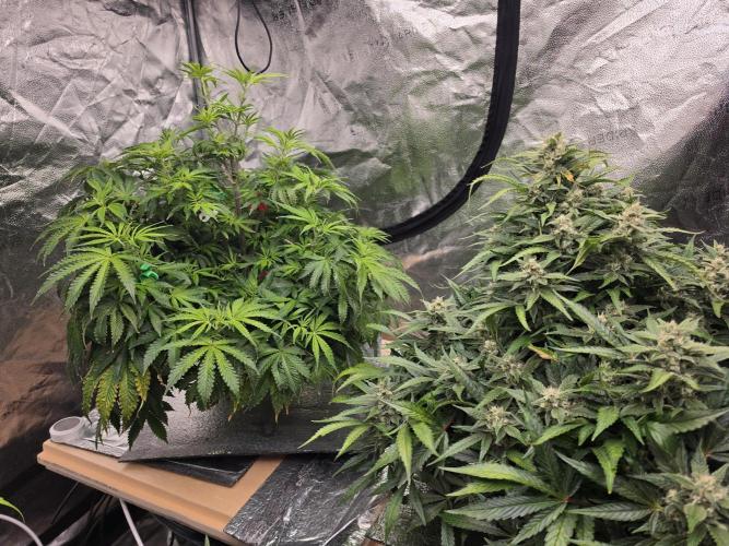 DWC Papaya Zoap Fast. Week 9