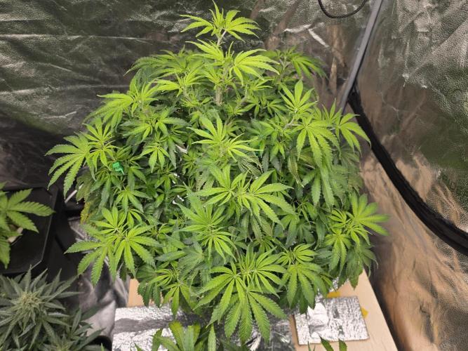 DWC Papaya Zoap Fast. Week 9