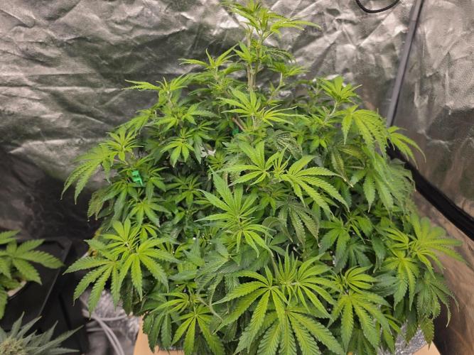 DWC Papaya Zoap Fast. Week 9