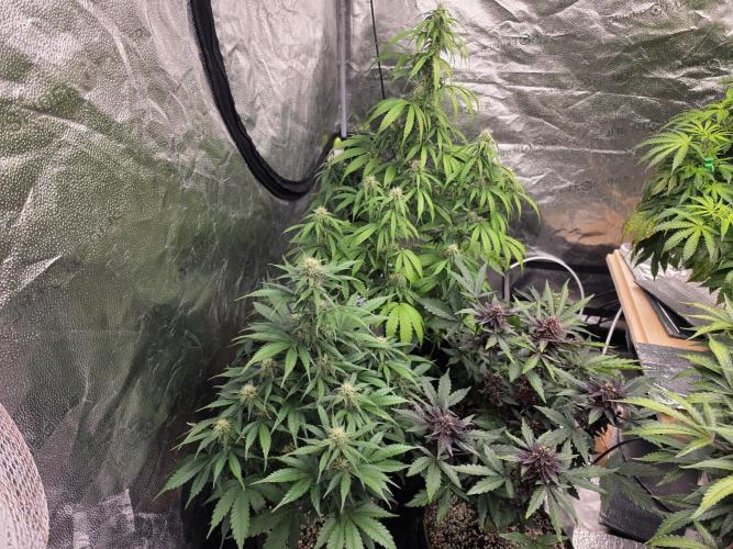 Coco auto medicinal grow RQS. Week 8