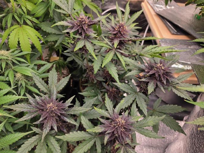 Coco auto medicinal grow RQS. Week 8
