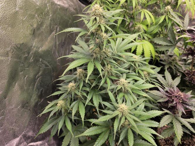 Coco auto medicinal grow RQS. Week 8