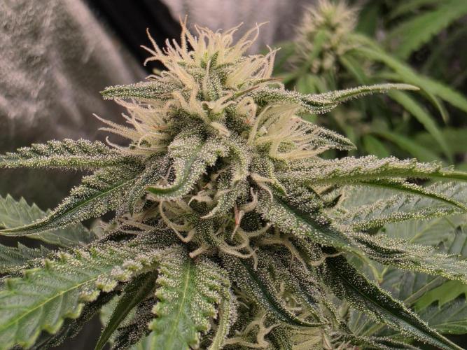 Coco auto medicinal grow RQS. Week 8