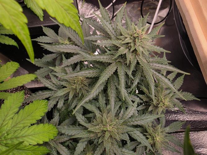 Coco auto medicinal grow RQS. Week 8