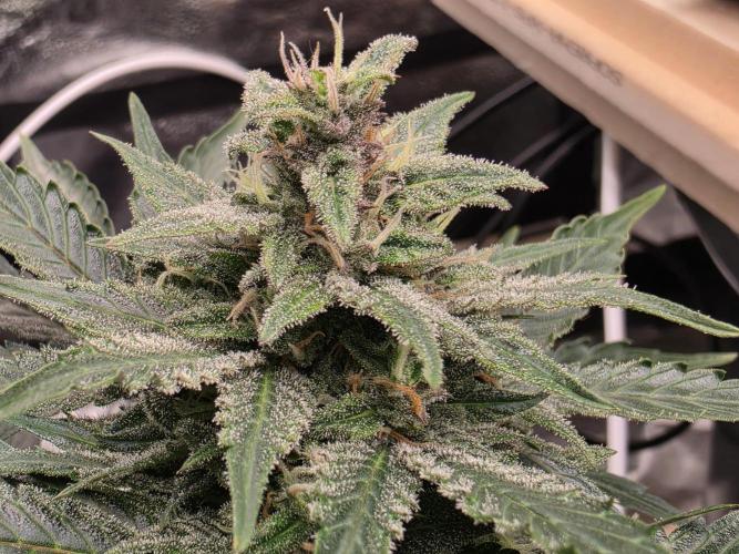 Coco auto medicinal grow RQS. Week 8