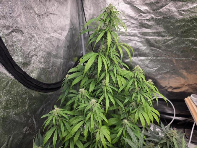 Coco auto medicinal grow RQS. Week 8