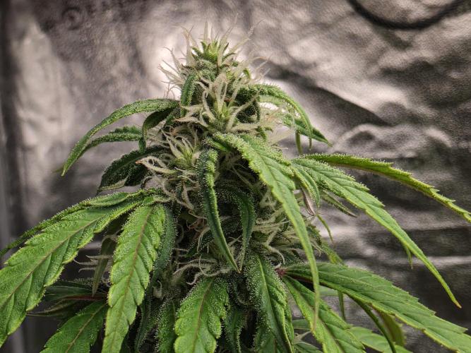 Coco auto medicinal grow RQS. Week 8