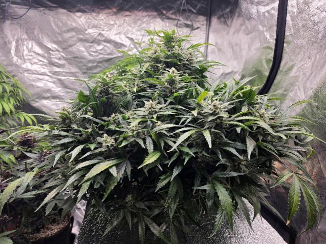 Hydro FF Auto Sativa. Week 11