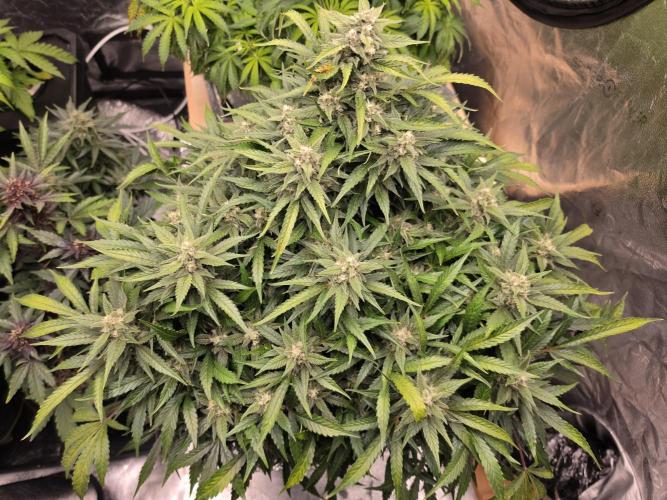 Hydro FF Auto Sativa. Week 11