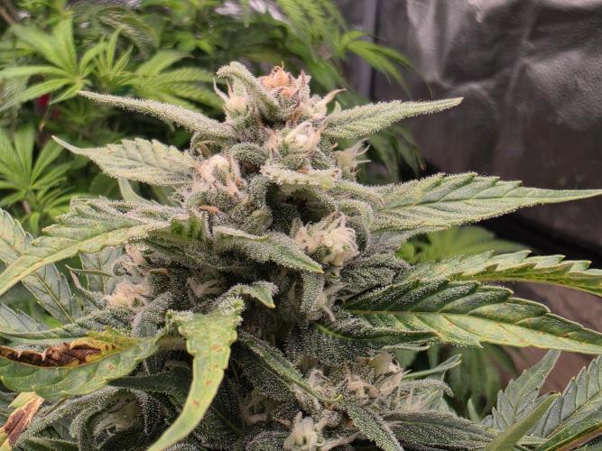 Hydro FF Auto Sativa. Week 11