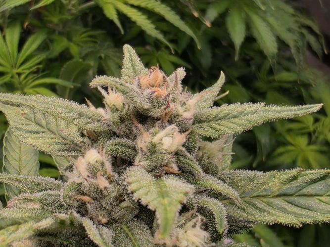 Hydro FF Auto Sativa. Week 11