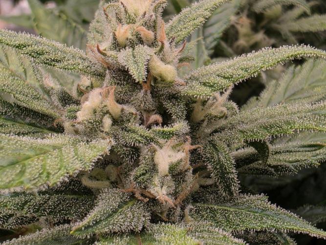 Hydro FF Auto Sativa. Week 11