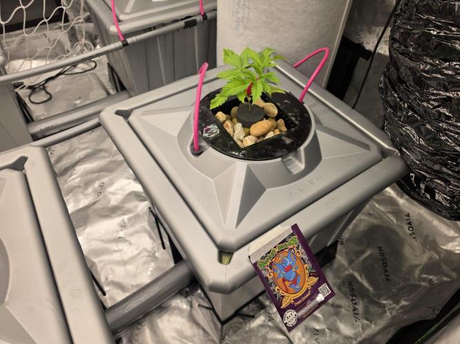 Aero sweet cream caramel. Week 3