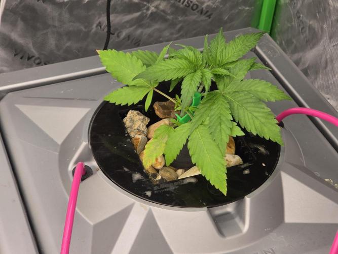Aero sweet cream caramel. Week 3